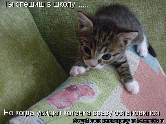 Котоматрица: Ты спешиш в школу....... Но когда увидил котэнка сразу остановился