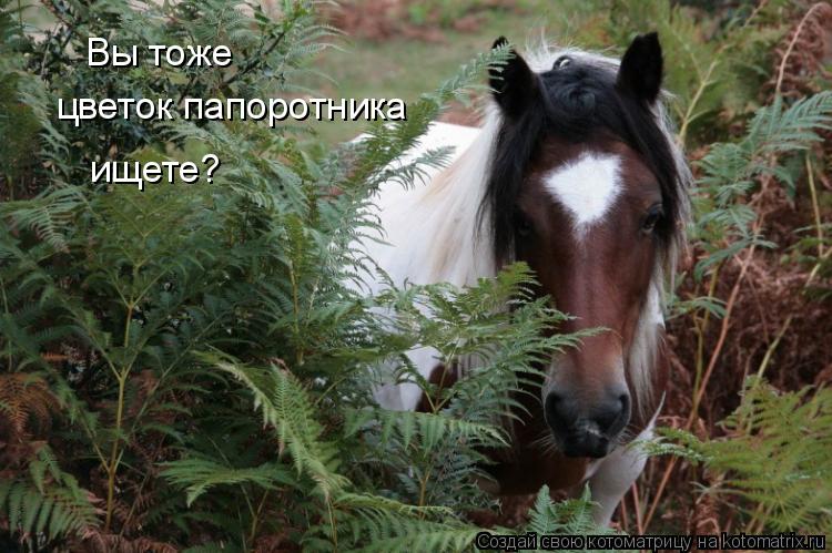 Котоматрица: Вы тоже цветок папоротника ищете?