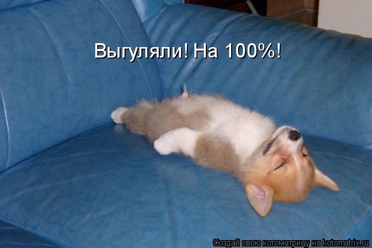 Котоматрица: Выгуляли! На 100%!