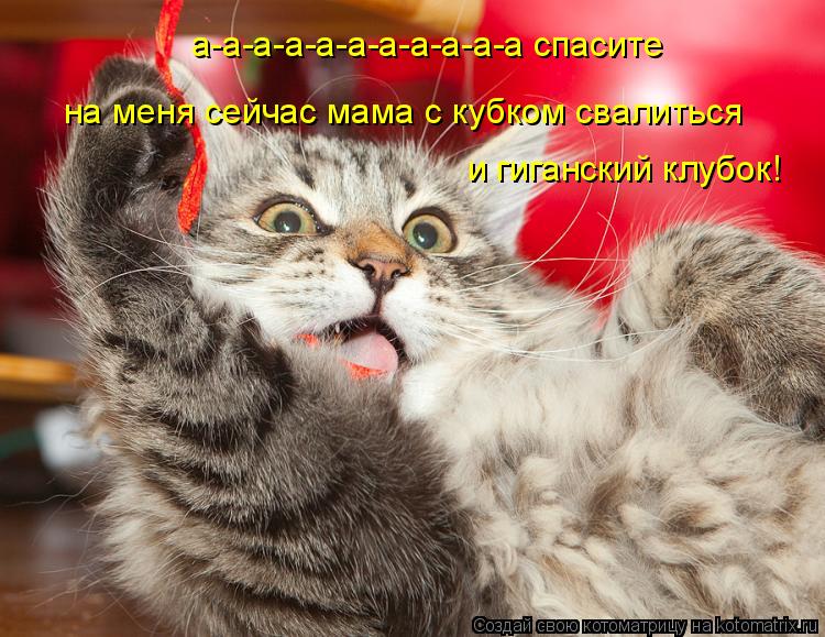 Котоматрица: а-а-а-а-а-а-а-а-а-а-а спасите   на меня сейчас мама с кубком свалиться и гиганский клубок!