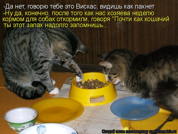 Котоматрица: -Да нет, говорю тебе это Вискас, видишь как пахнет -Ну да, конечно, после того как нас хозяева неделю  кормом для собак откормили, говоря "Почт