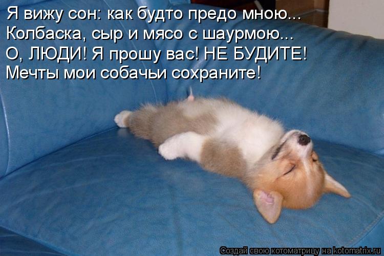 Котоматрица: Я вижу сон: как будто предо мною... Колбаска, сыр и мясо с шаурмою... О, ЛЮДИ! Я прошу вас! НЕ БУДИТЕ! Мечты мои собачьи сохраните!