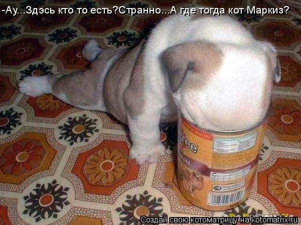Котоматрица: -Ау...Здэсь кто то есть?Странно...А где тогда кот Маркиз?