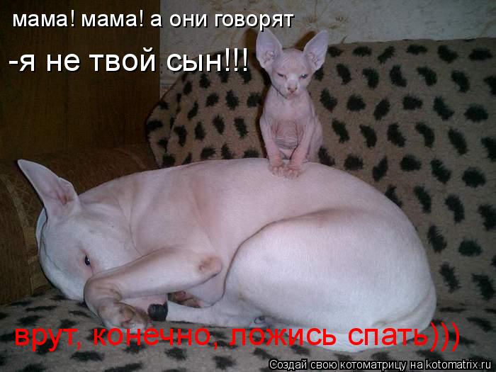 Котоматрица: мама! мама! а они говорят -я не твой сын!!! врут, конечно, ложись спать)))