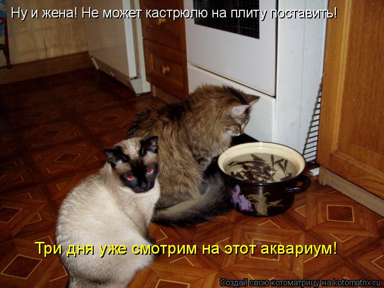 Котоматрица: Ну и жена! Не может кастрюлю на плиту поставить! Три дня уже смотрим на этот аквариум!