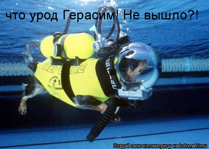 Котоматрица: что урод Герасим! Не вышло?!