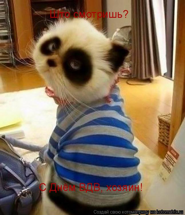 Котоматрица: Што смотришь? С Днём ВДВ, хозяин!