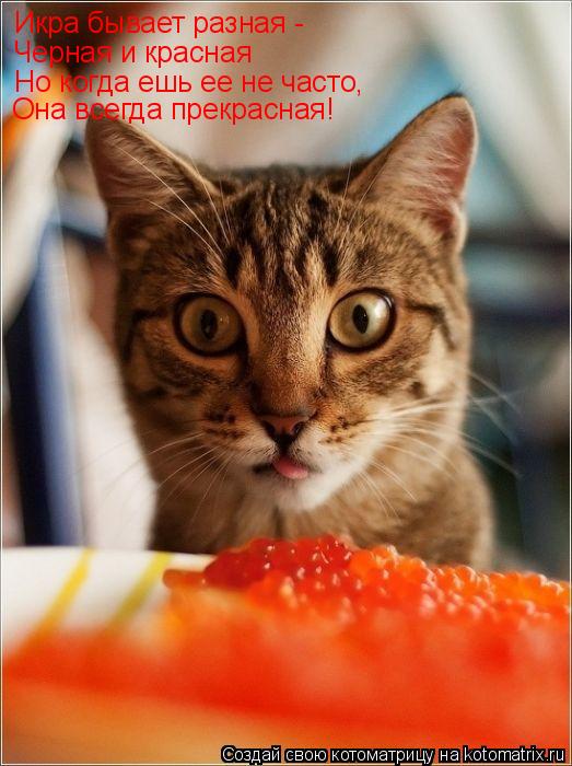 Котоматрица: Икра бывает разная - Черная и красная Но когда ешь ее не часто, Она всегда прекрасная!