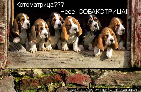 Котоматрица: Котоматрица??? Неее! СОБАКОТРИЦА!