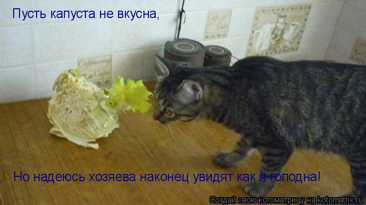 Котоматрица: Пусть капуста не вкусна, Но надеюсь хозяева наконец увидят как я голодна!