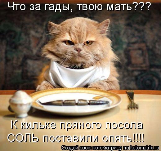 Что за гады, твою мать??? К кильке пряного посола СОЛЬ поставили опять!!!!... Котоматрица: Что за гады, твою мать??? К кильке пряного посола СОЛЬ поставили опять!!!!