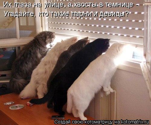 Котоматрица: Их глаза на улице, а хвосты в темнице - Угадайте, кто такие парни и девицы?