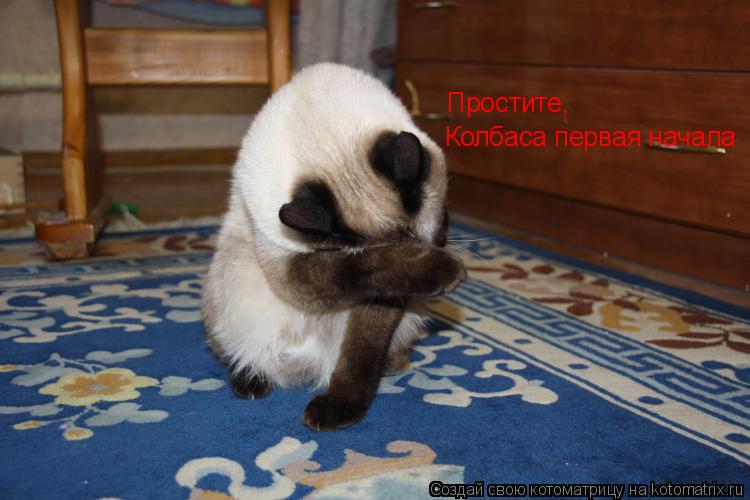 Котоматрица: Простите, Колбаса первая начала