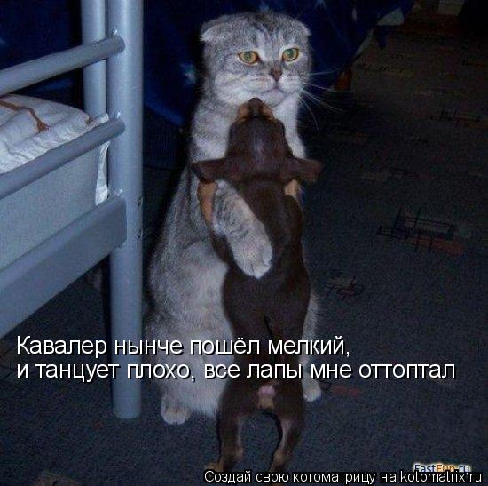 Котоматрица: Кавалер нынче пошёл мелкий, Кавалер нынче пошёл мелкий, и танцует плохо, все лапы мне оттоптал