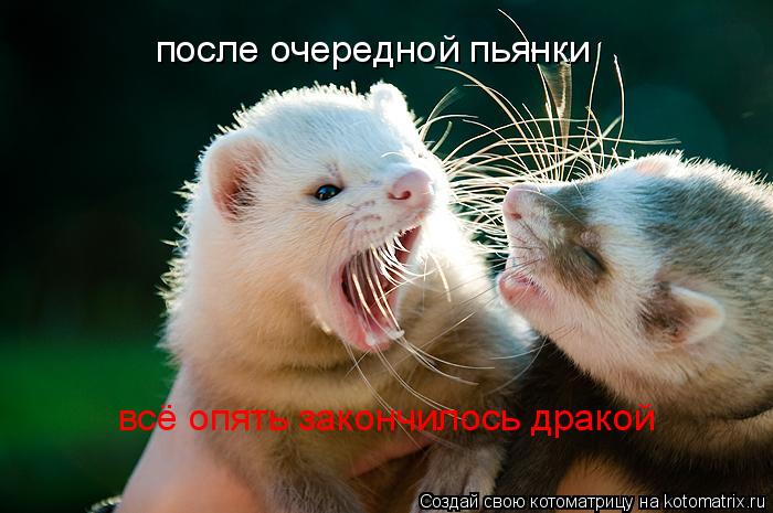 Котоматрица: после очередной пьянки  всё опять закончилось дракой