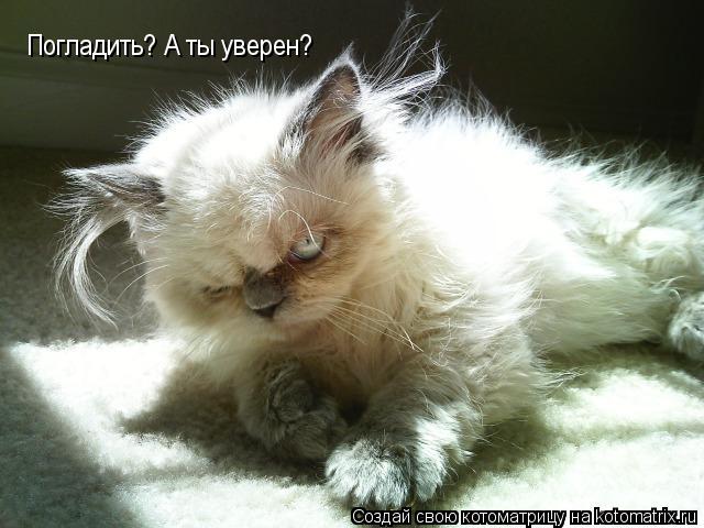 Котоматрица: Погладить? А ты уверен?