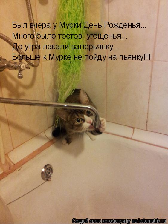 Котоматрица: Был вчера у Мурки День Рожденья... Много было тостов, угощенья... До утра лакали валерьянку... Больше к Мурке не пойду на пьянку!!!