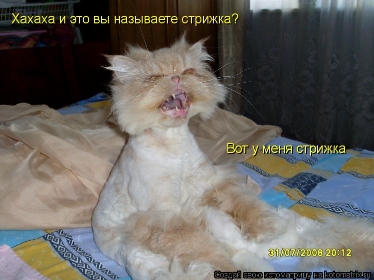 Когда отрастает шерсть у кошки после стрижки Когда отрастает шерсть у кошки после стрижки
