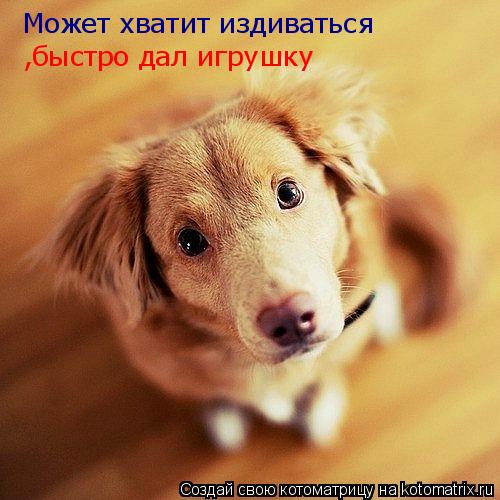 Котоматрица: Может хватит издиваться  ,быстро дал игрушку