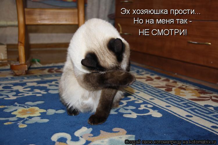 Котоматрица: Эх хозяюшка прости... Но на меня так - НЕ СМОТРИ!