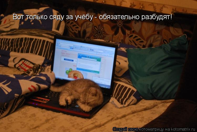 Котоматрица: Вот только сяду за учёбу - обязательно разбудят!