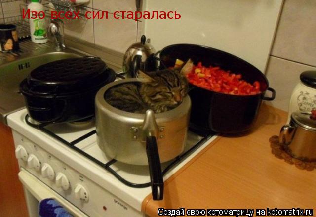 Котоматрица: Изо всех сил старалась