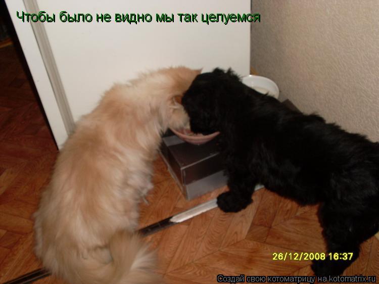 Котоматрица: Чтобы было не видно мы так целуемся