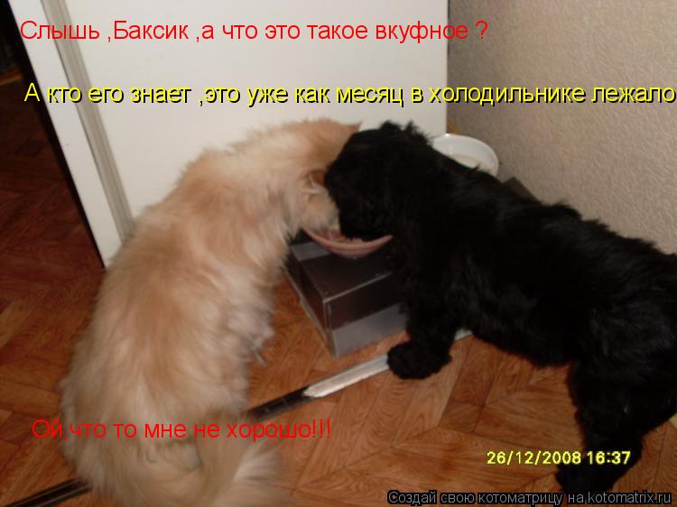 Котоматрица: А кто его знает ,это уже как месяц в холодильнике лежало! Ой,что то мне не хорошо!!! Слышь ,Баксик ,а что это такое вкуфное ?