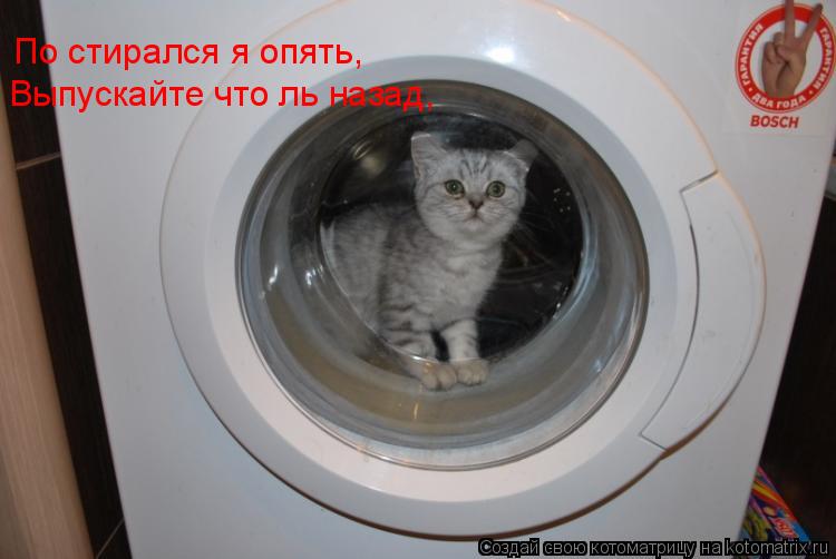 Котоматрица: По стирался я опять, Выпускайте что ль назад,