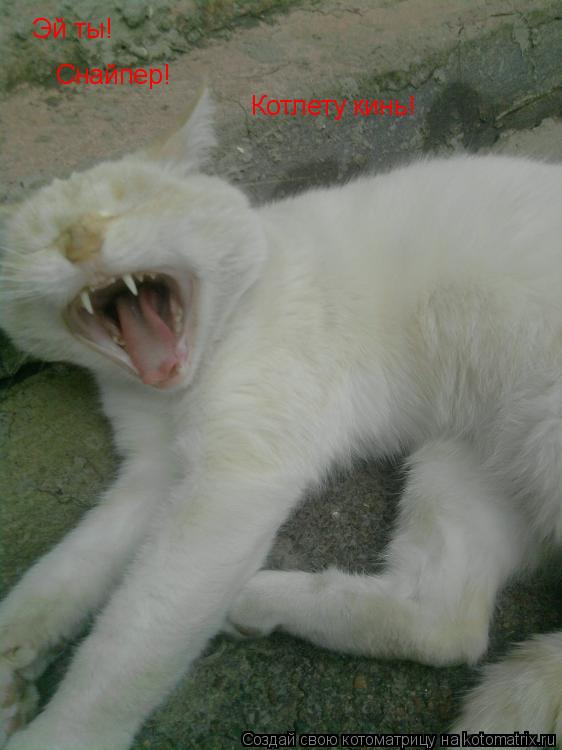 Котоматрица: Эй ты! Снайпер! Котлету кинь!