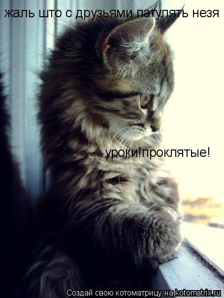 Котоматрица: жаль што с друзьями пагулять незя уроки!проклятые!