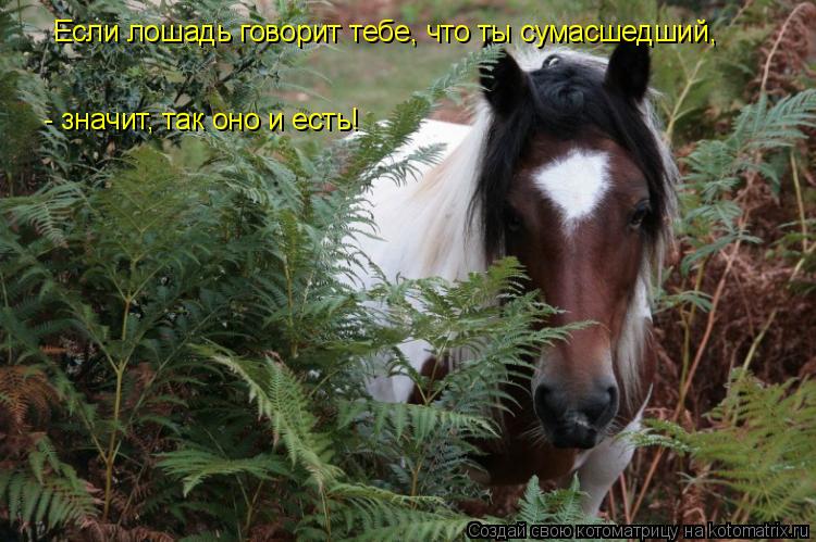 Котоматрица: Если лошадь говорит тебе, что ты сумасшедший, - значит, так оно и есть!