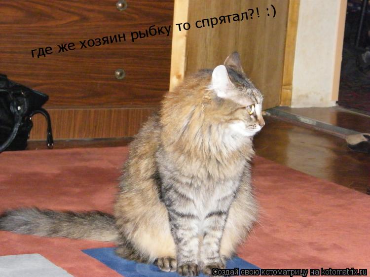 Котоматрица: где же хозяин рыбку то спрятал?! :)
