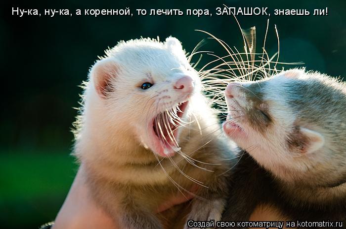Котоматрица: Ну-ка, ну-ка, а коренной, то лечить пора, ЗАПАШОК, знаешь ли!