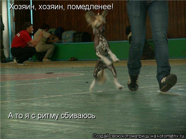 Котоматрица: Хозяин, хозяин, помедленее! А то я с ритму сбиваюсь