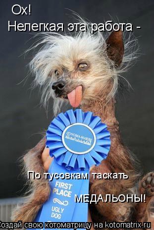 Котоматрица: Ох!  По тусовкам таскать  МЕДАЛЬОНЫ!  Нелегкая эта работа -