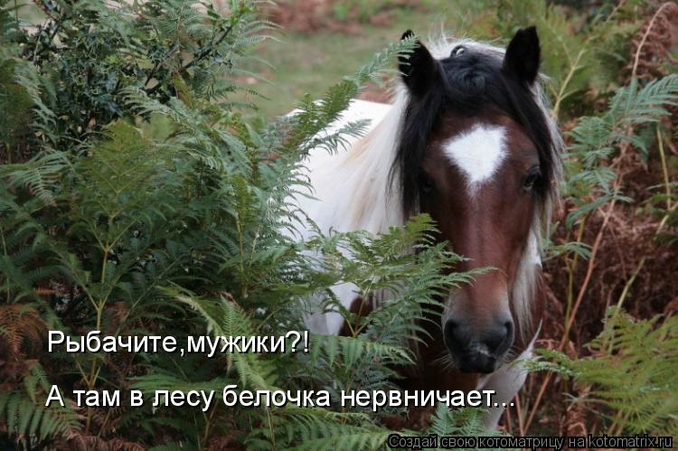 Котоматрица: Рыбачите,мужики?! А там в лесу белочка нервничает...