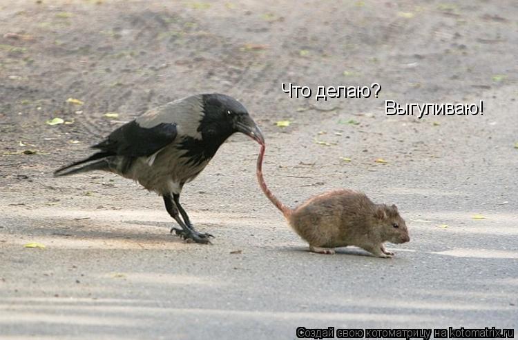 Котоматрица: Что делаю? Выгуливаю!