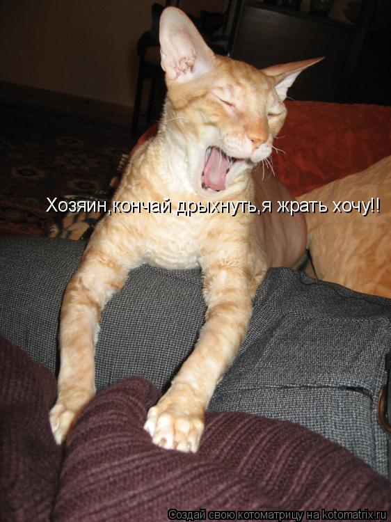 Котоматрица: Хозяин,кончай дрыхнуть,я жрать хочу!!