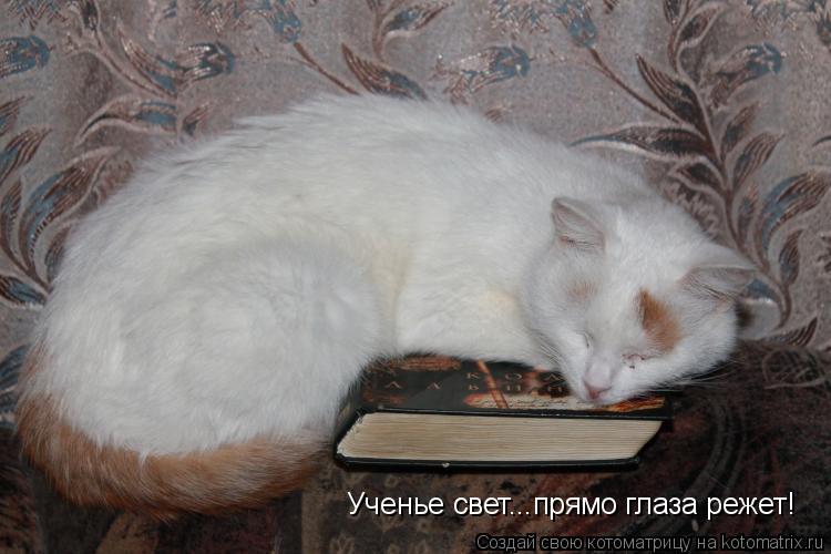 Котоматрица: Ученье свет...прямо глаза режет!