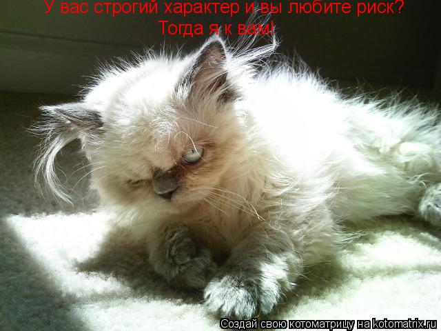 Котоматрица: У вас строгий характер и вы любите риск? Тогда я к вам!