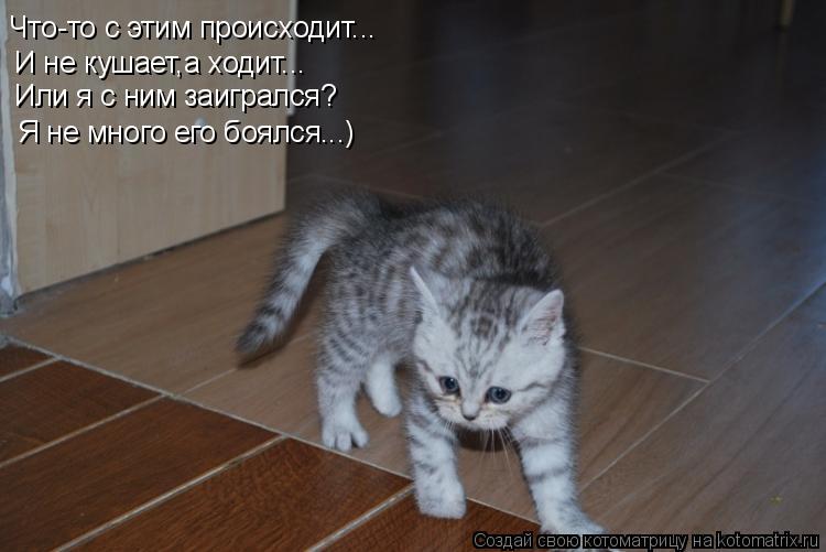 Котоматрица: Что-то с этим происходит... И не кушает,а ходит... Или я с ним заигрался? Я не много его боялся...)
