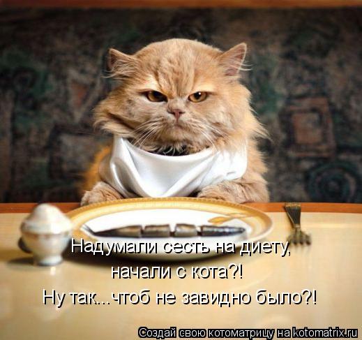 Котоматрица: Надумали сесть на диету, начали с кота?! Ну так...чтоб не завидно было?!