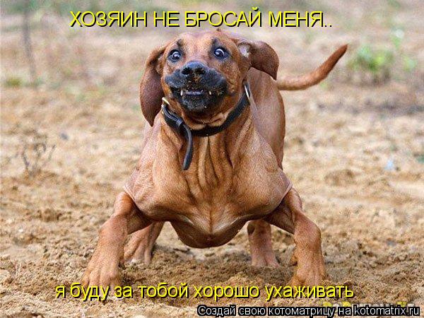 Котоматрица: я буду за тобой хорошо ухаживать ХОЗЯИН НЕ БРОСАЙ МЕНЯ..