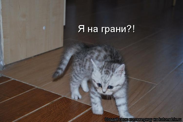 Котоматрица: Я на грани?!