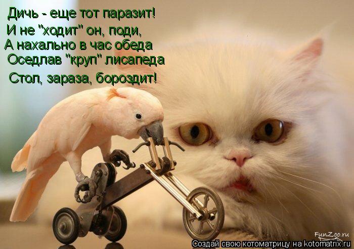 Котоматрица: Дичь - еще тот паразит! И не "ходит" он, поди, А нахально в час обеда Оседлав "круп" лисапеда Стол, зараза, бороздит!