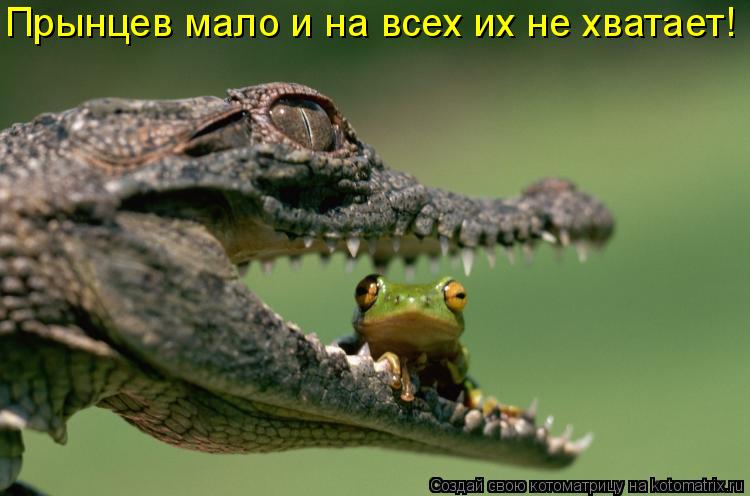 Котоматрица: Прынцев мало и на всех их не хватает!