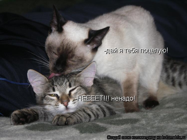 Котоматрица: -дай я тебя поцелую! НЕЕЕЕЕЕЕТ!!! -НЕЕЕЕТ!!! ненадо!