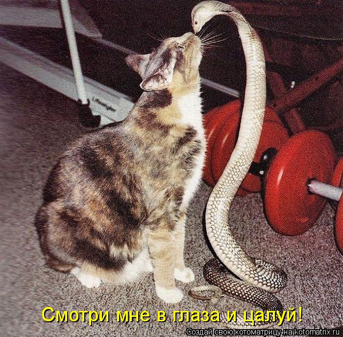 Котоматрица: Смотри мне в глаза и цалуй! Смотри мне в глаза и цалуй!
