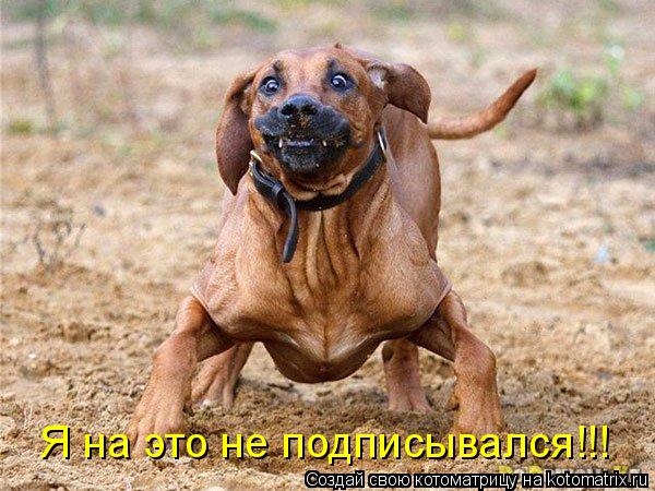 Котоматрица: Я на это не подписывался!!!